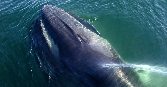 鯨魚為什麼可以憋氣長?