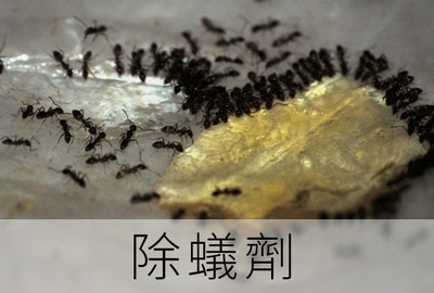 除螞蟻 除蟻 第一化工 台北 科學 實驗 手作 DIY 材料 哪裡買 硼砂