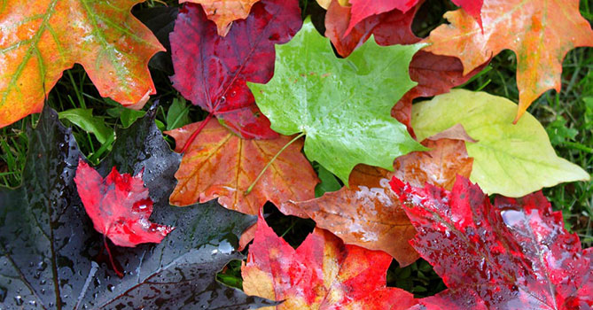 秋天, 楓葉, 葉子變色,LiFe生活化學, 知識文章