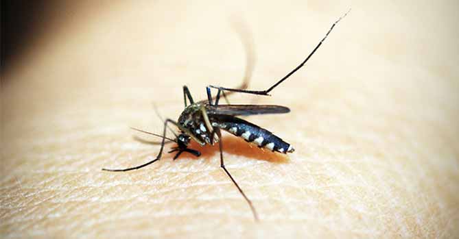 LiFe生活化學，知識文章，蚊子，吸血，蚊蟲，防蚊，癢，止癢，包，方法，妙招