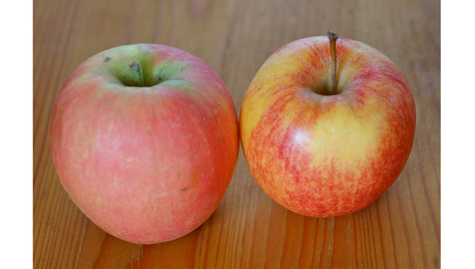 蘋果 保存 LiFe生活化學