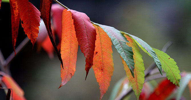 秋天, 楓葉,樹葉變色, LiFe生活化學, 知識文章