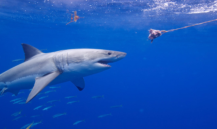 鯊魚的感知、絕鯊島、大白鯊