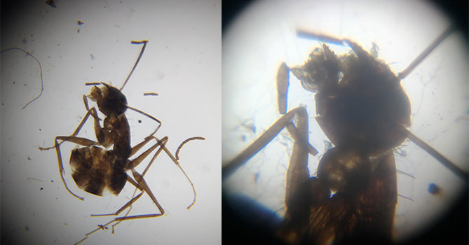 uhandy行動顯微鏡 , 低倍率vs高倍率, 行動顯微鏡, 觀察螞蟻
