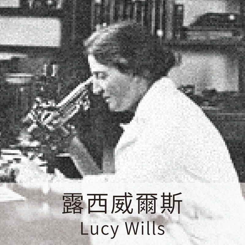 露西威爾斯 Lucy Wills，英國血液專家，草酸，預防嬰兒缺陷，懷孕醫學，血液學，夭折，孕婦，嬰兒，馬麥醬，，維生素，科學名人，科學家，LiFe生活化學，科學名人堂，知識文章