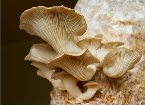 紙尿褲 種秀珍菇 種菇 回收尿布 尿布利用 LiFe生活化學
