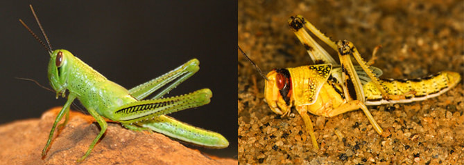 綠色蝗蟲, 黃色蝗蟲, 吃蝗蟲, 知識文章, LiFe生活化學