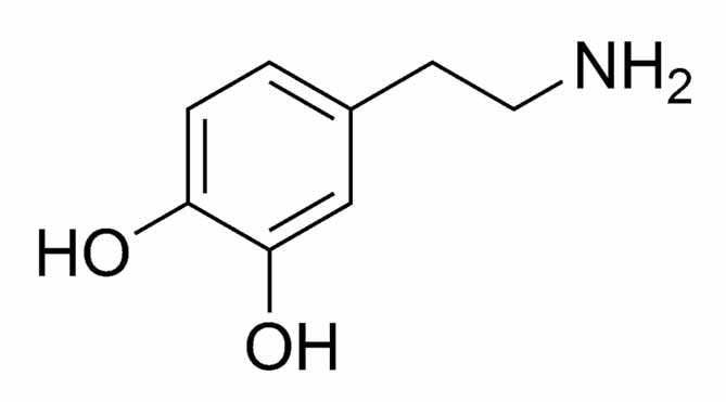 多巴胺 化學 結構 LiFe生活化學